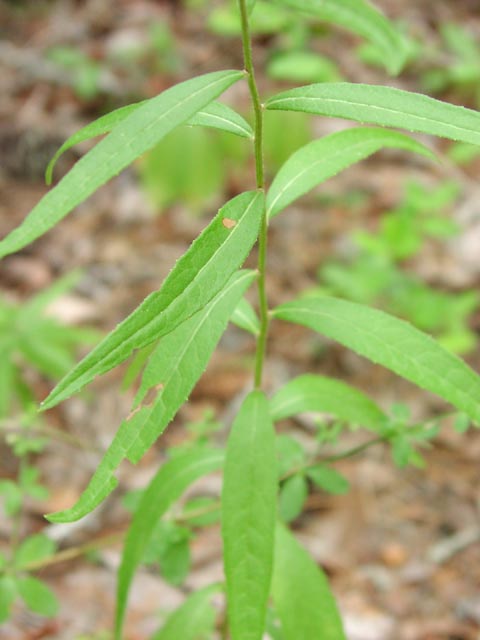 Vernonia missurica leaves.jpg (38628 bytes)