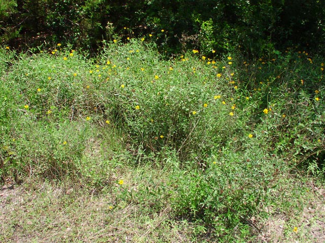 Wedelia texana habit8.jpg (143951 bytes)