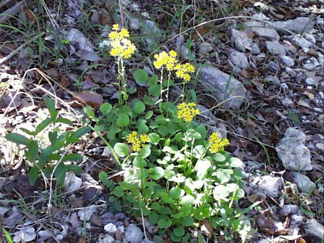 senecio.obovatus.jpg (86780 bytes)