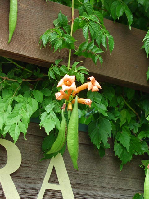 Campsis radicans flowersfruits.jpg (75099 bytes)