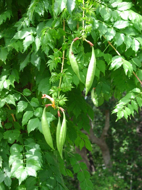 Campsis radicans fruits.jpg (79195 bytes)