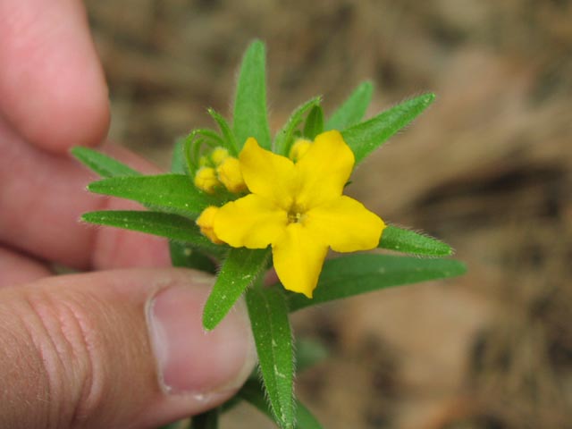 Lithospermum caroliniense flower1.jpg (30871 bytes)