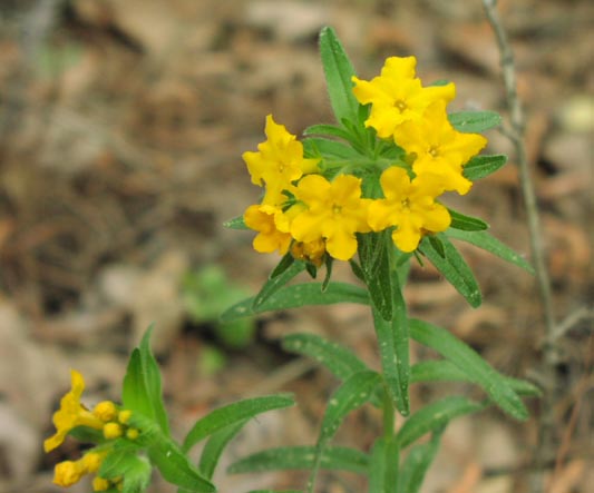 Lithospermum caroliniense inflorescence.jpg (35434 bytes)