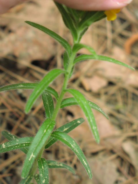 Lithospermum caroliniense leaves.jpg (40844 bytes)
