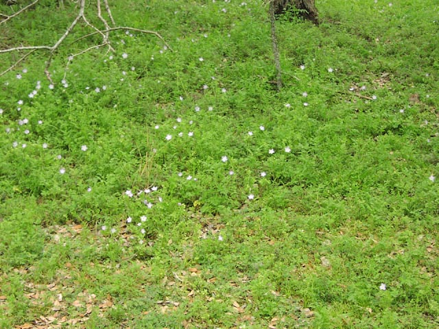 Nemophila phacelioides babyblueeyes.jpg (115084 bytes)