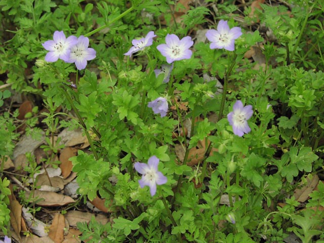 Nemophila phacelioides habit3.jpg (85733 bytes)