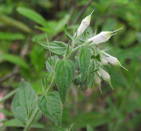 Onosmodium helleri flowers.jpg (35034 bytes)