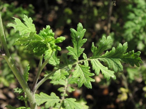 Phacelia congesta leaf.jpg (59693 bytes)