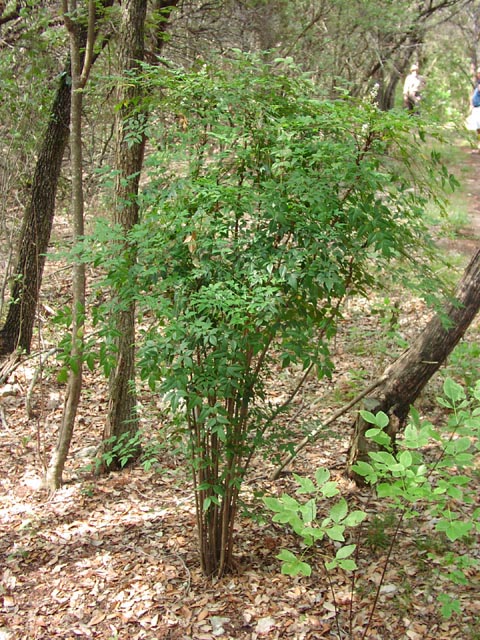 Nandina domestica habit2.jpg (133885 bytes)