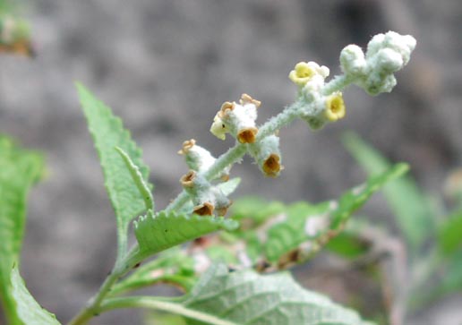 Buddleja racemosa flowers1.jpg (25341 bytes)