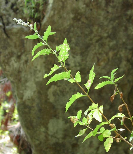 Buddleja racemosa habit2.jpg (48558 bytes)