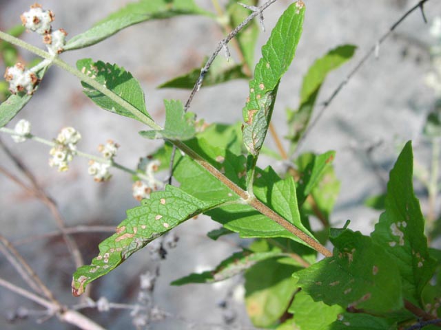 Buddleja racemosa leafarrangement.jpg (52169 bytes)