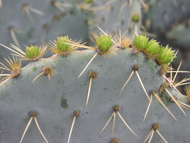 Opuntia lindheimeri newpads.jpg (53157 bytes)