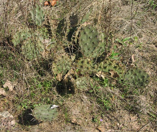 Opuntia macrorhiza habit.jpg (111277 bytes)