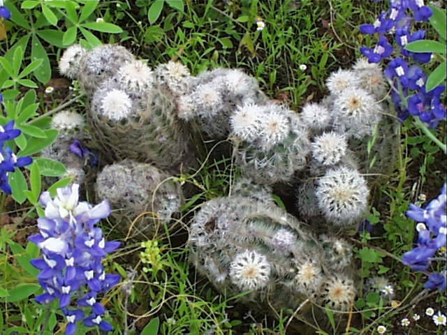 echinocereus.reichenbachii.1.jpg (78789 bytes)