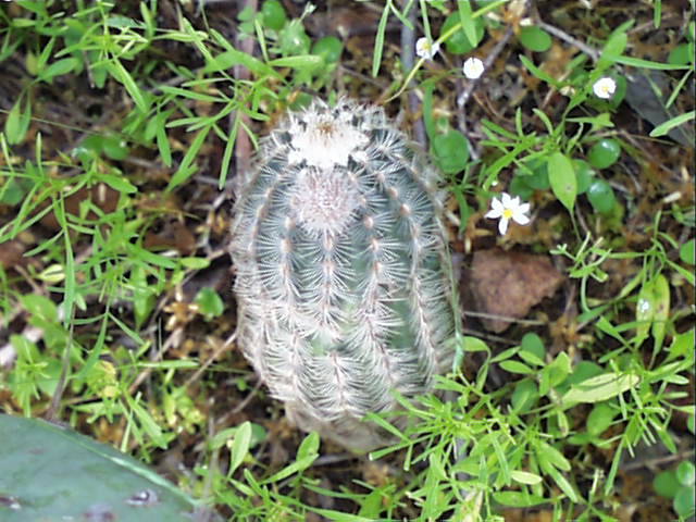 echinocereus.reichenbachii.2.jpg (76472 bytes)