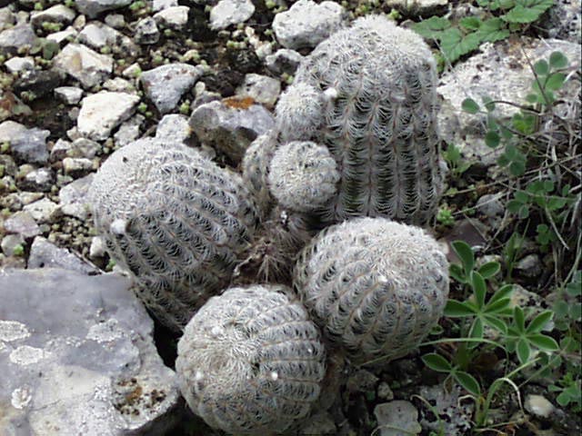 echinocereus.reichenbachii.jpg (83245 bytes)