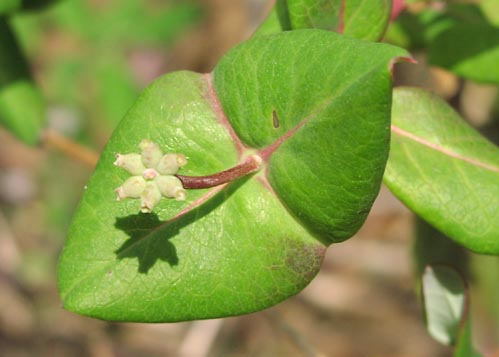 Lonicera sempervirens perfoliate.jpg (29227 bytes)