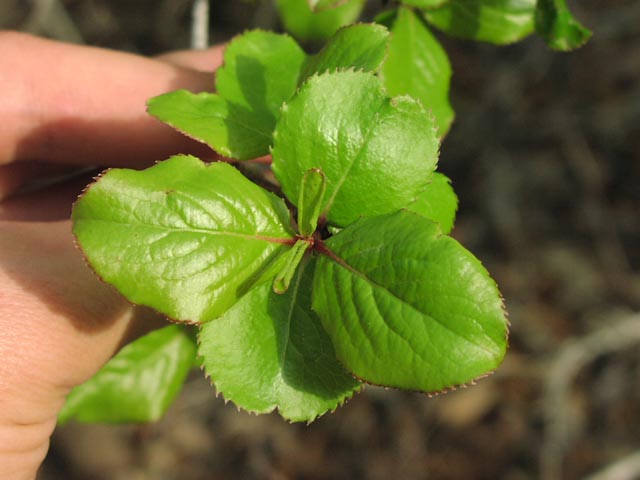 Viburnum rufidulum leaves1.jpg (41261 bytes)