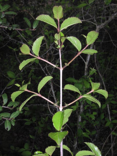 Viburnum rufidulum opposite.jpg (64193 bytes)