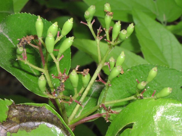 Viburnum rufidulum youngfruits.jpg (59770 bytes)