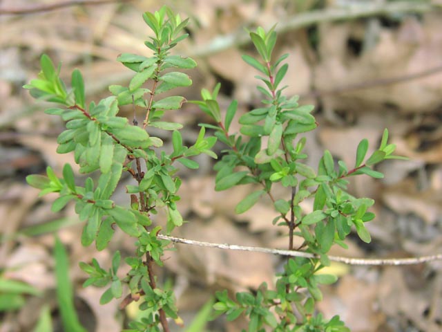 Ascyrum hypericoides foliage.jpg (52354 bytes)