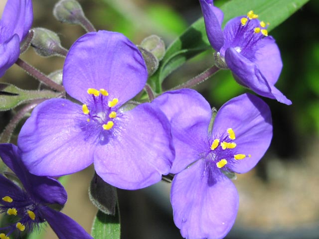 Tradescantia gigantea flowercloseup.jpg (52940 bytes)