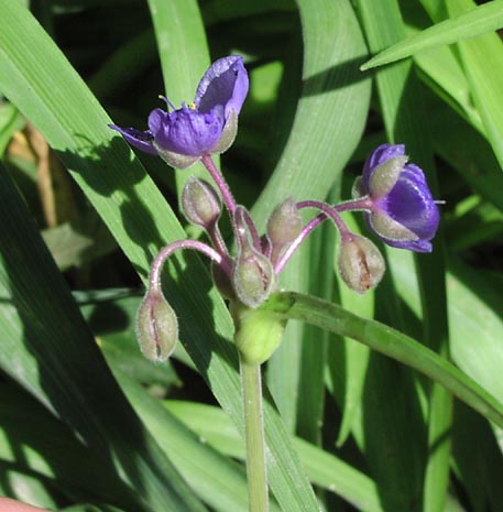 Tradescantia gigantea inflorescence2.jpg (44148 bytes)