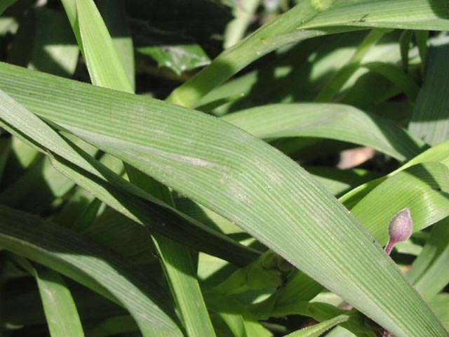 Tradescantia gigantea leaves.jpg (52408 bytes)