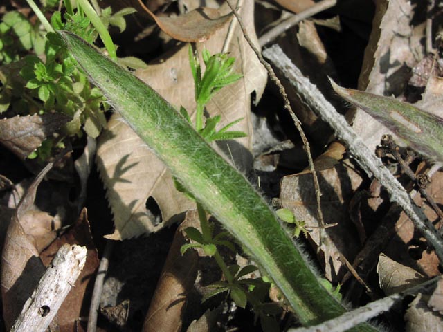 Tradescantia subacaulis leaf.jpg (75044 bytes)