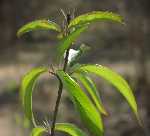 Cornus drummondii youngleaves.jpg (32455 bytes)