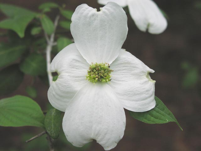 Cornus florida inflorescence.jpg (30017 bytes)