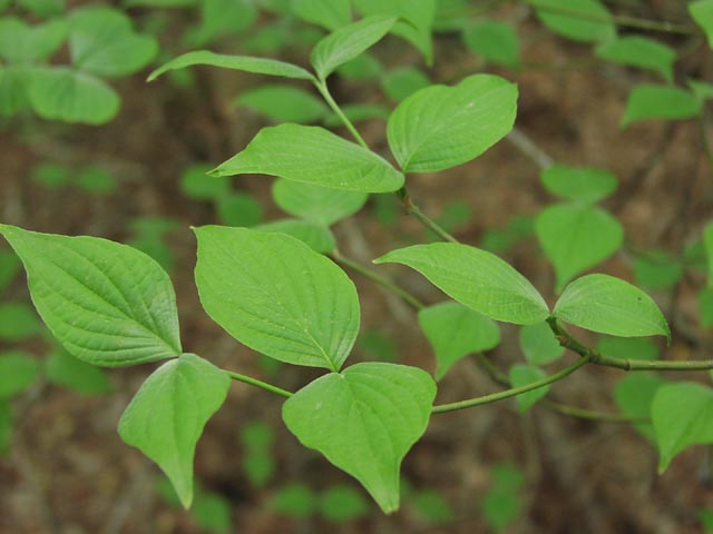 Cornus florida leaves1.jpg (39798 bytes)