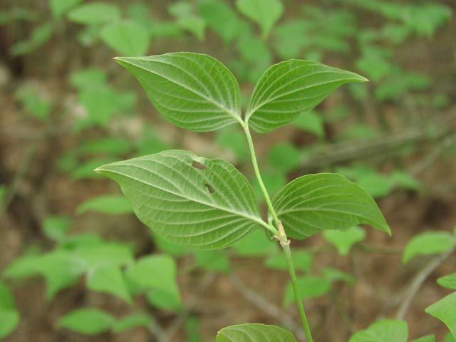 Cornus florida leaves2.jpg (37863 bytes)
