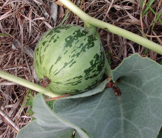 Cucurbita foetidissima fruit.jpg (67868 bytes)