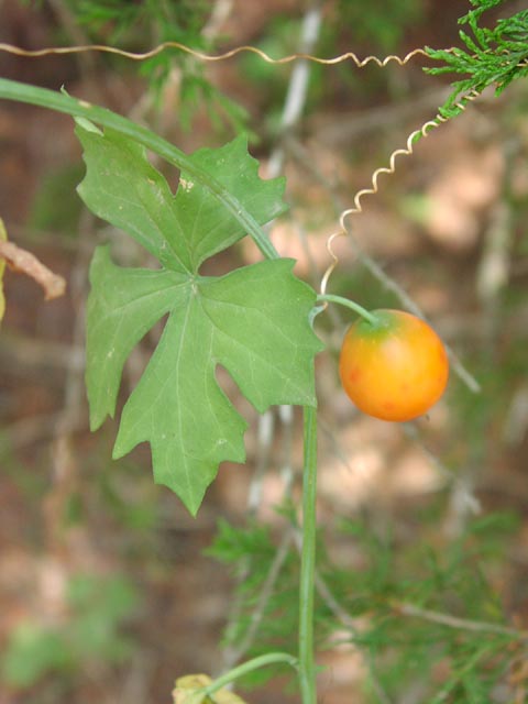Ibervillea lindheimeri fruitleaftendrils.jpg (38772 bytes)
