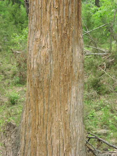 Taxodium distichum bark.jpg (96885 bytes)