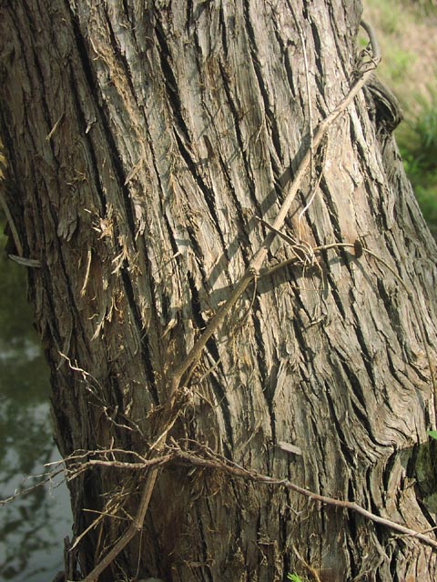 Taxodium distichum barktexture.jpg (113566 bytes)