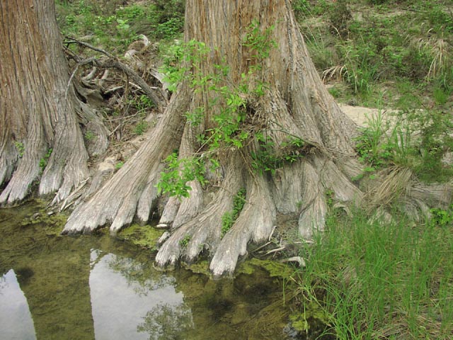 Taxodium distichum trunks.jpg (103115 bytes)