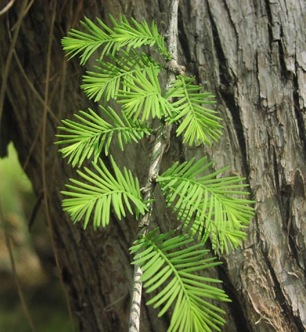 Taxodium distichum youngleaves.jpg (65177 bytes)