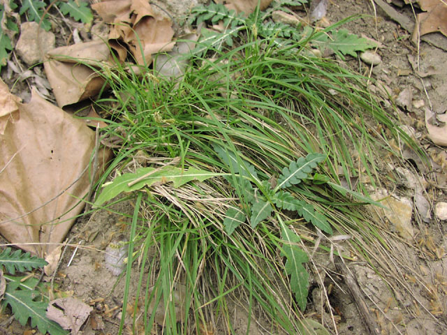Carex planostachys habit2.jpg (144427 bytes)