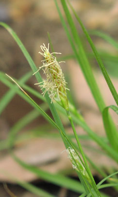 Carex planostachys inflorescences2.jpg (24510 bytes)
