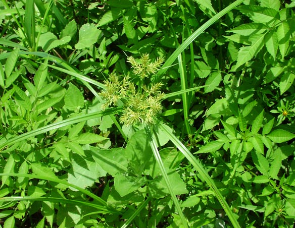 Cyperus odoratus inflorescence.jpg (98739 bytes)