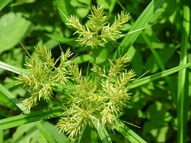 Cyperus odoratus spikelets_sharp.jpg (85002 bytes)