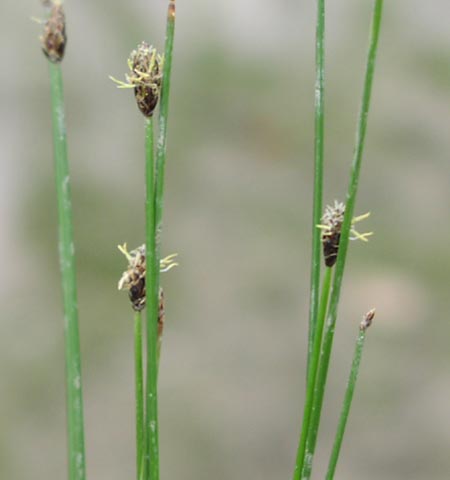 Eleocharis obtusa(maybe) stamens.jpg (18530 bytes)