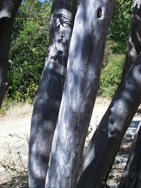 diospyros.bark.2.jpg (64330 bytes)