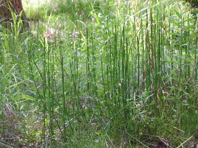 Equisetum hyemale habit1.jpg (123591 bytes)