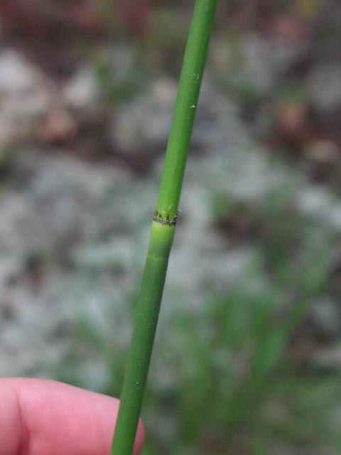 Equisetum hyemale node.jpg (24974 bytes)