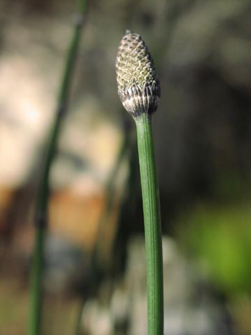 Equisetum hyemale strobilus.jpg (17909 bytes)