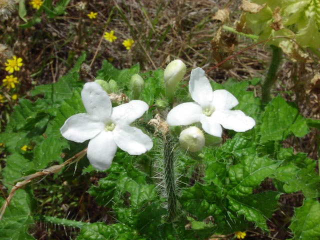 Cnidosculus texanus flowers.jpg (74496 bytes)